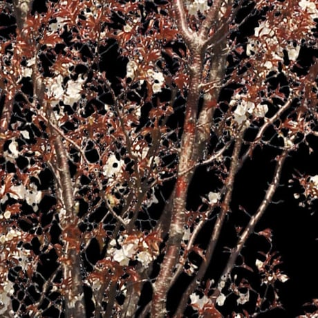 桜　切り抜き素材セット  - Cherry Blossoms   sa_012