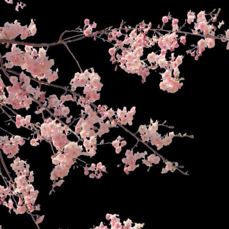 桜　切り抜き素材セット  - Cherry Blossoms   sa_011