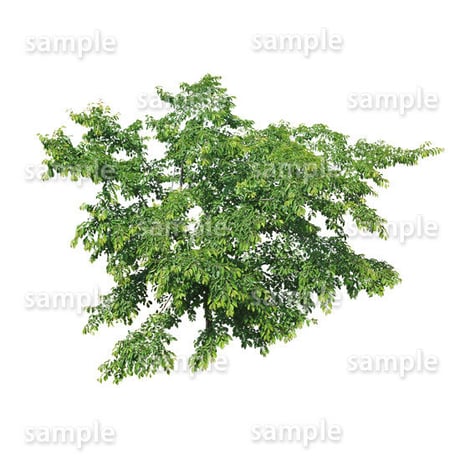 鳥瞰樹木    Bird-eye_20-サクラ-JapaneseCherry