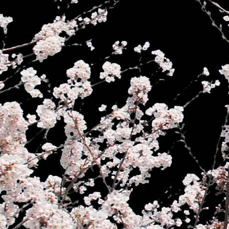 桜　切り抜き素材セット  - Cherry Blossoms   sa_013
