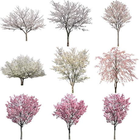 桜　切り抜き素材セット  - Cherry Blossoms   sa_011