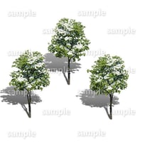 鳥瞰3本樹木    Bird-eye_04  -ハナミズキ-Cornus florida