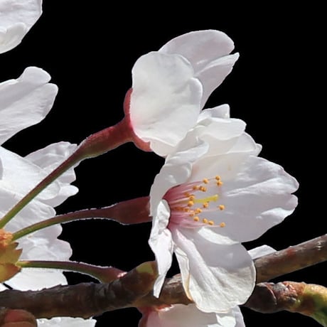 桜　切り抜き素材セット  - Cherry Blossoms   sa_005