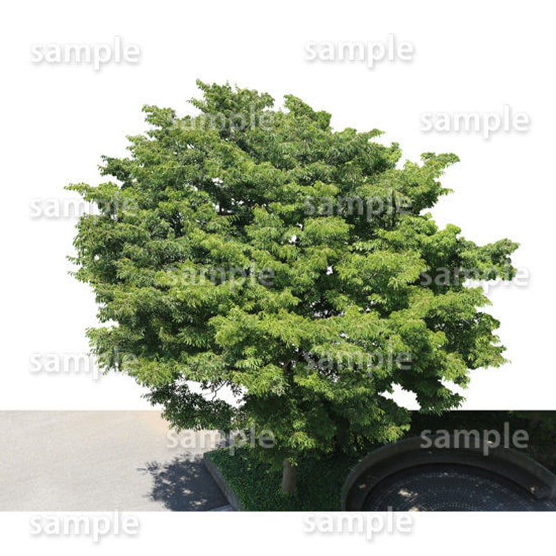 鳥瞰樹木 Bird-eye_44-ケヤキ-Zelkova | 樹木素材.com