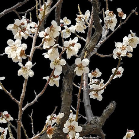梅　切り抜きセット素材  - Plum trees  2u_03