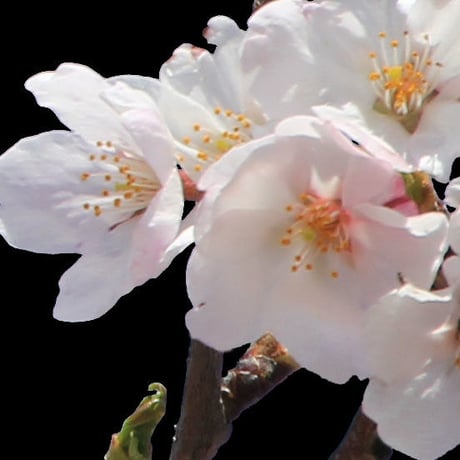 桜　切り抜き素材セット  - Cherry Blossoms   sa_005