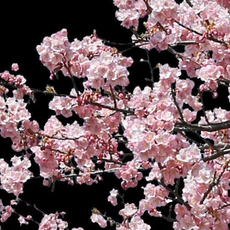 桜　切り抜き素材セット  - Cherry Blossoms   sa_017