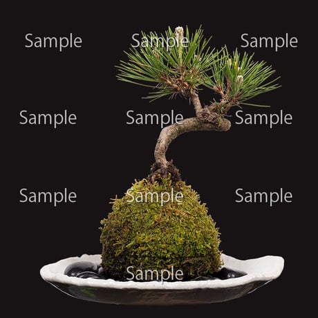 苔玉盆栽切り抜きデータ kokedama04