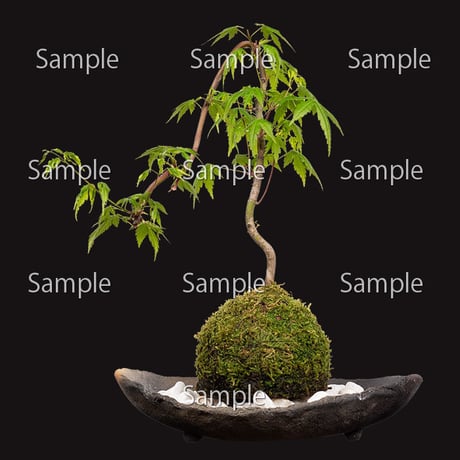 苔玉盆栽切り抜きデータ kokedama01