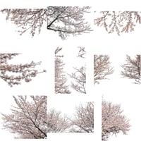 桜　切り抜き素材セット  - Cherry Blossoms   sa_013