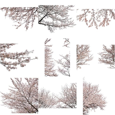 桜　切り抜き素材セット  - Cherry Blossoms   sa_013