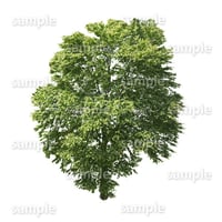鳥瞰樹木    Bird-eye_39-カツラ-KatsuraTree