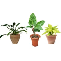 観葉植物素材　3個セット　8kp0016