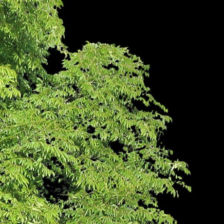鳥瞰樹木    Bird-eye_43-ケヤキ-Zelkova