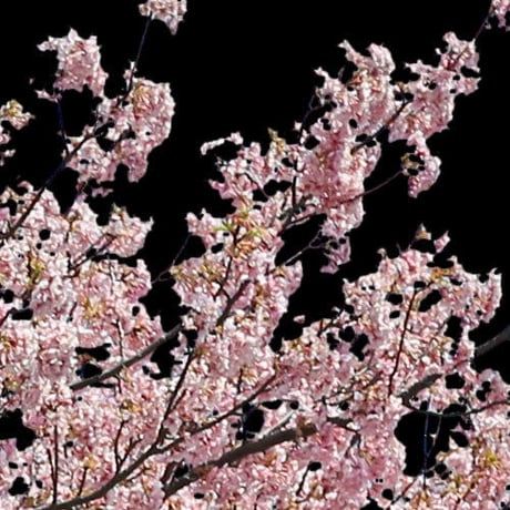 桜　切り抜き素材セット  - Cherry Blossoms   sa_019
