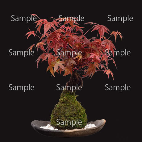 苔玉盆栽切り抜きデータ kokedama02