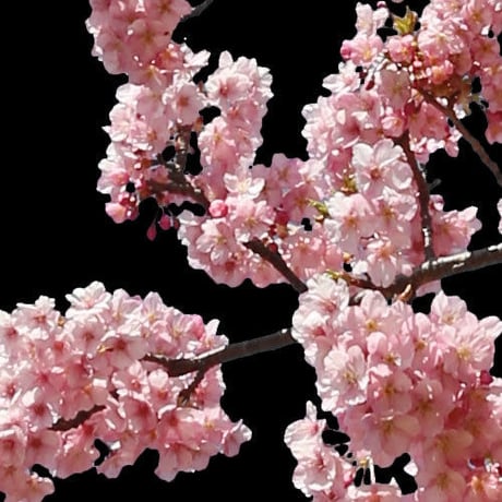 桜　切り抜き素材セット  - Cherry Blossoms   sa_018