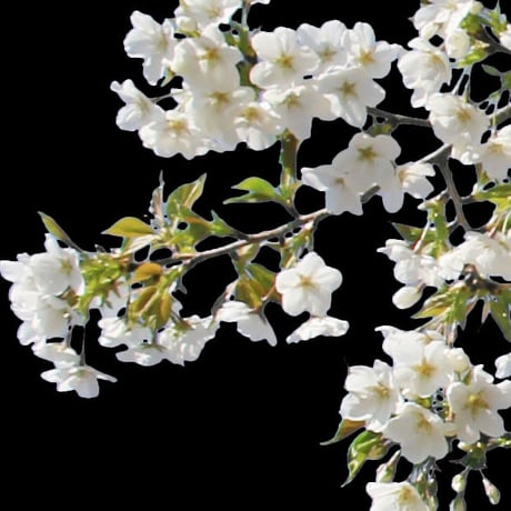 桜　切り抜き素材セット  - Cherry Blossoms   sa_014