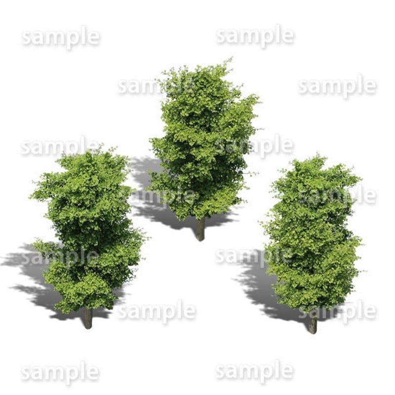 【oyuri】樹木根の絵（枠無し） fit=scale-down,w=1200