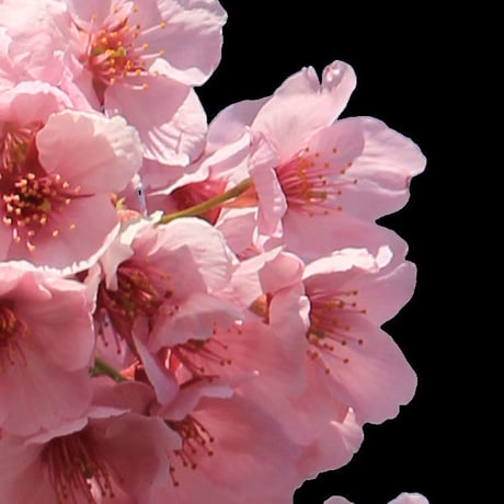 桜　切り抜き素材セット  - Cherry Blossoms   sa_004