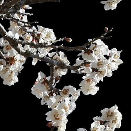 梅　切り抜きセット素材  - Plum trees  2u_04