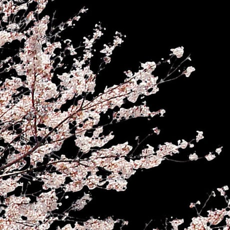 桜　切り抜き素材セット  - Cherry Blossoms   sa_007