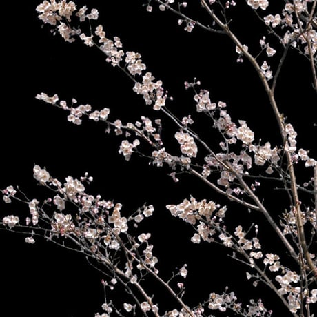 桜　切り抜き素材セット  - Cherry Blossoms   sa_002