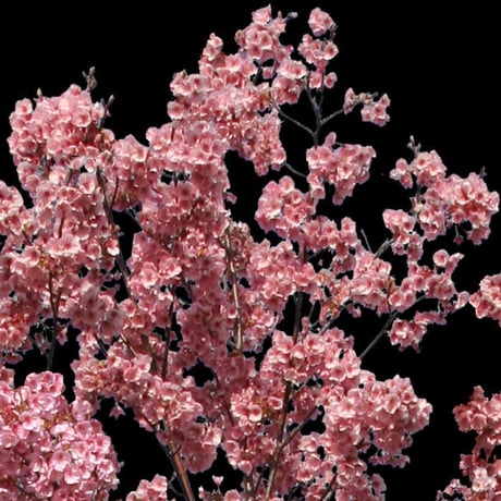 桜　切り抜き素材セット  - Cherry Blossoms   sa_002
