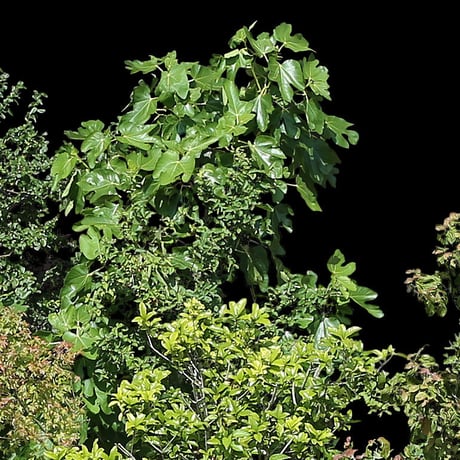 鳥瞰樹木   Bird-eye_52-庭木-GardenTree