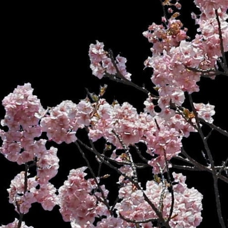 桜　切り抜き素材セット  - Cherry Blossoms   sa_018