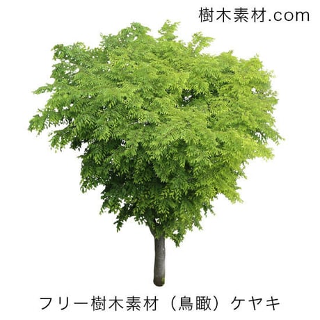 フリー素材！ケヤキ　鳥瞰樹木素材 Birds-eye-free01