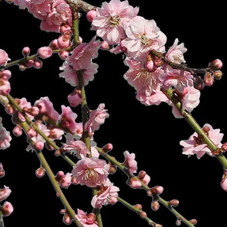 梅　切り抜きセット素材  - Plum trees  2u_02