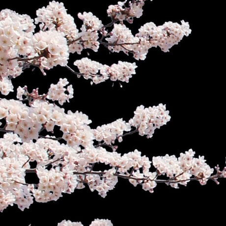 桜　切り抜き素材セット  - Cherry Blossoms   sa_013