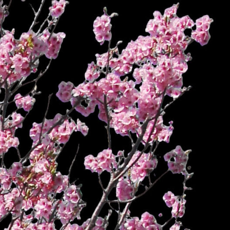花ゆめ(1)   切り抜き 激ムズ》桜庭遥花は何になりきってるでしょう？ #ちきゅーめいく