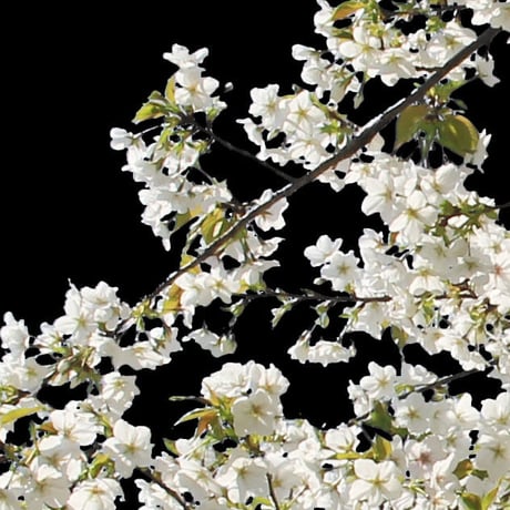 桜　切り抜き素材セット  - Cherry Blossoms   sa_014