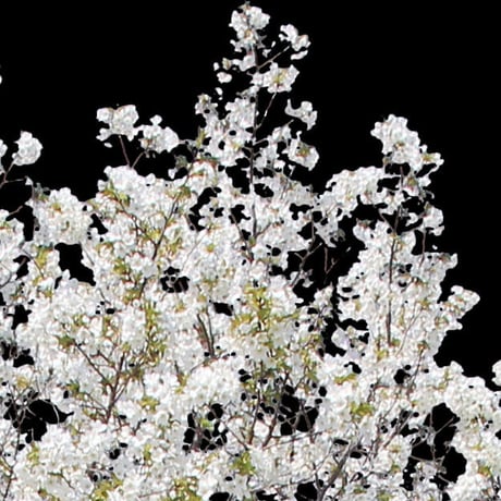桜　切り抜き素材セット  - Cherry Blossoms   sa_011