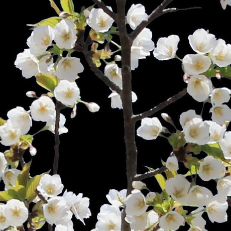 桜　切り抜き素材セット  - Cherry Blossoms   sa_003