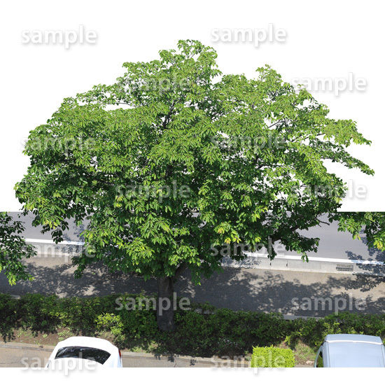 鳥瞰樹木 Bird-eye_40-サクラ-JapaneseCherry | 樹木素材.com