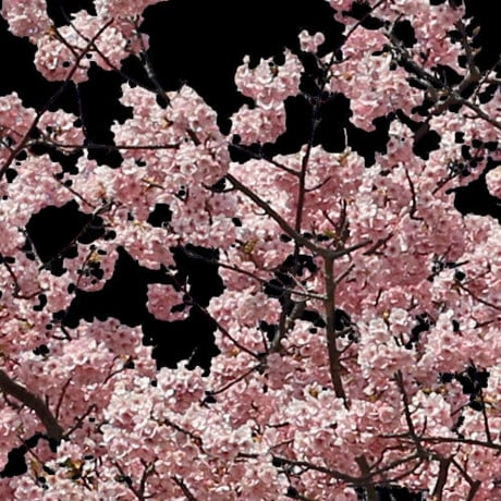 桜　切り抜き素材セット  - Cherry Blossoms   sa_019