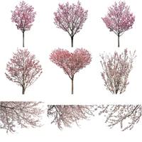 桜　切り抜き素材セット  - Cherry Blossoms   sa_012