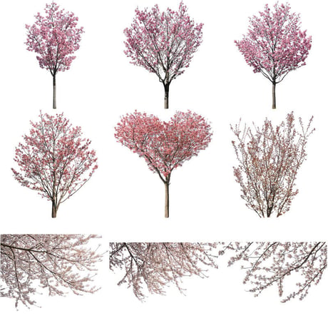 桜　切り抜き素材セット  - Cherry Blossoms   sa_012