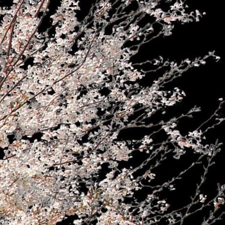 桜　切り抜き素材セット  - Cherry Blossoms   sa_014