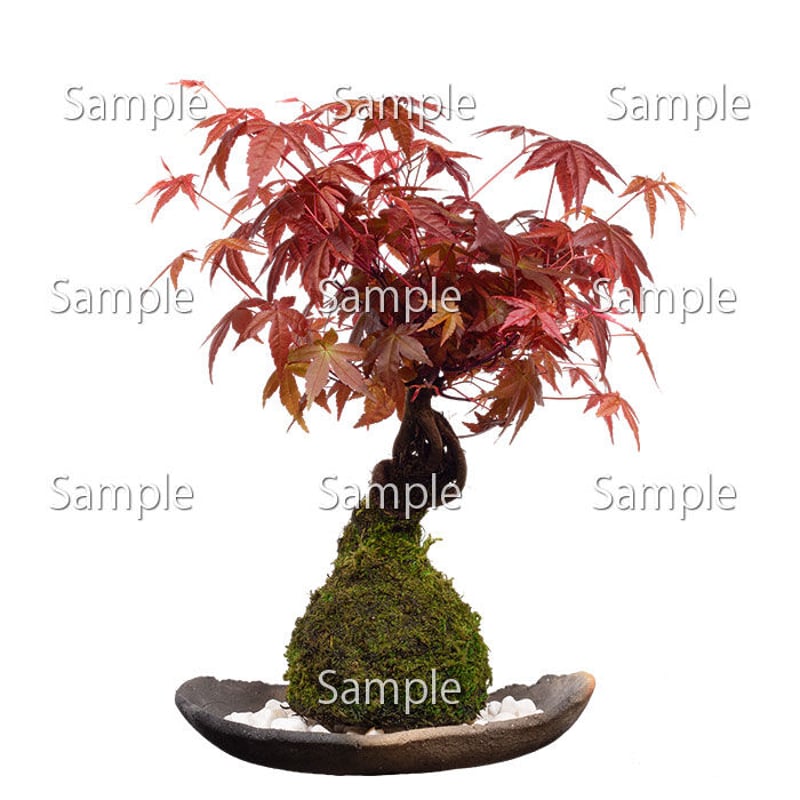 苔玉盆栽切り抜きデータ kokedama02 | 樹木素材.com