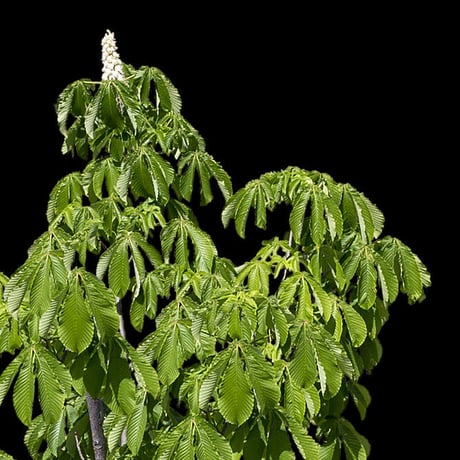 鳥瞰樹木    Bird-eye_06-トチノキ-HorseChestnut