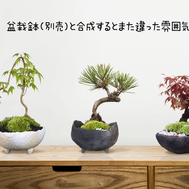 盆栽鉢3個セット 切り抜きデータ bonsai-hachi | 樹木素材.com