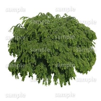 鳥瞰樹木    Bird-eye_42-シダレザクラ-JapaneseCherry