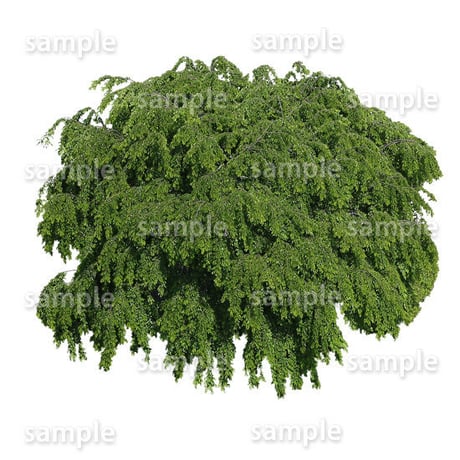 鳥瞰樹木    Bird-eye_42-シダレザクラ-JapaneseCherry
