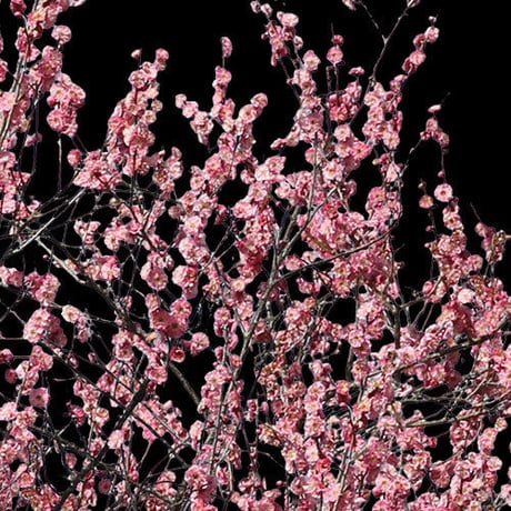 梅　切り抜きセット素材  - Plum trees  2u_03