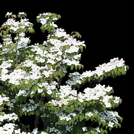 鳥瞰樹木    Bird-eye_07-ヤマボウシ-JapaneseFloweringDogwood