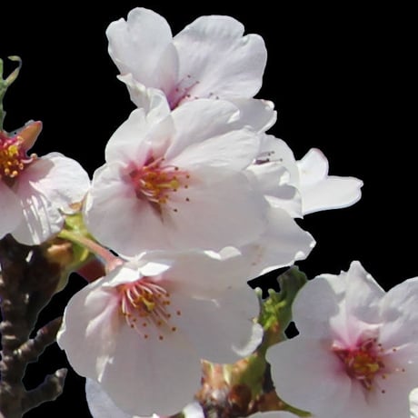 桜　切り抜き素材セット  - Cherry Blossoms   sa_006